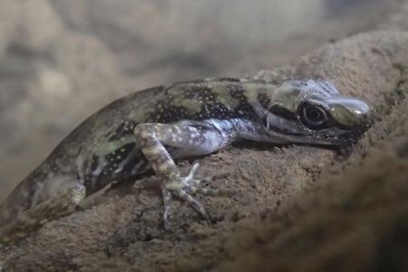 The bubbles the anole lizards use may act as a "physical gill" that can pull oxygen from the water while accumulated carbon dioxide escapes into the water over the surface of the bubble in a process known as diffusion. 

