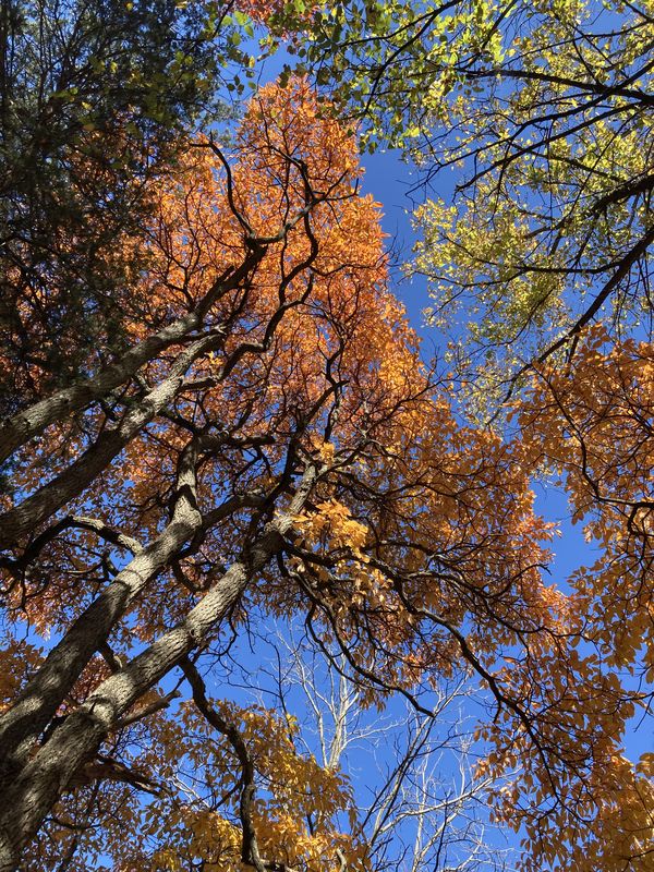 Fall Trees thumbnail