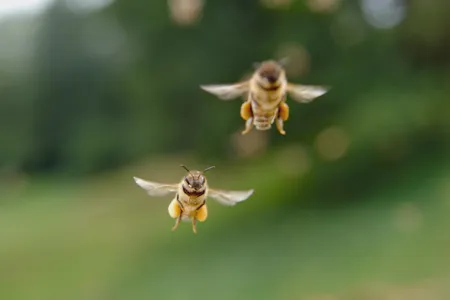 Getting caught in the rain can be fatal for bees since they breathe through tiny openings in their exoskeleton.