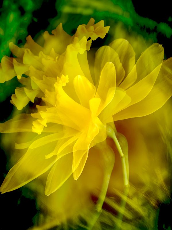 Daffodil Dreaming thumbnail
