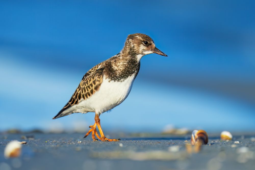 The photo shows a ruddy turnstone, taken in autumn on a windy day.