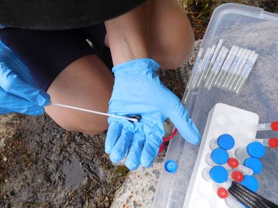 Swabbing the toads to sample their microbiomes.