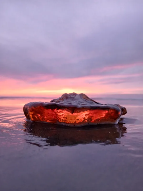 Sunset Jellyfish 2 thumbnail