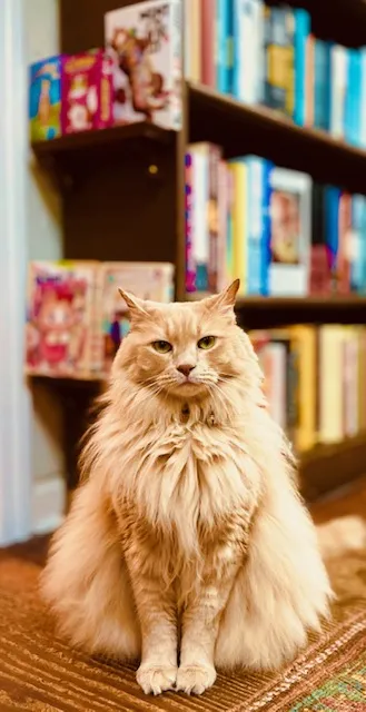 Bookstore Cat thumbnail