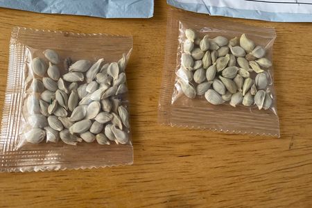 Two packages of unidentified seeds that arrived, unsolicited in the mailboxes of Washington State residents. Packaging appeared to indicate that the seeds originated in China.