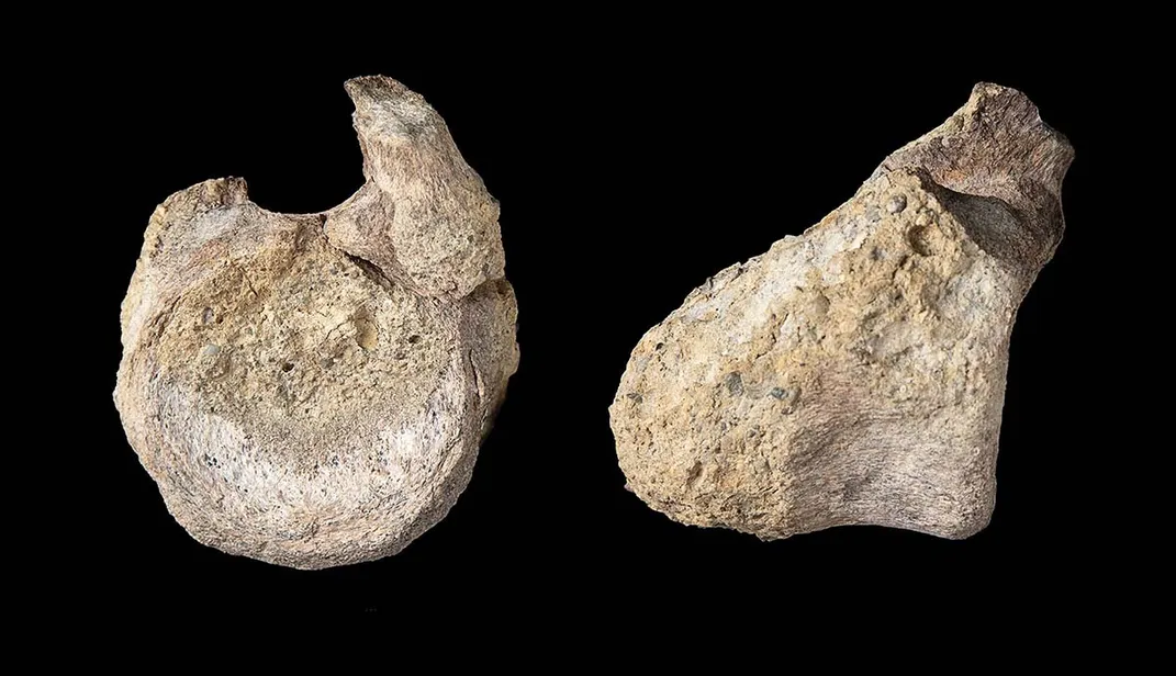 two images of the same rounded bone