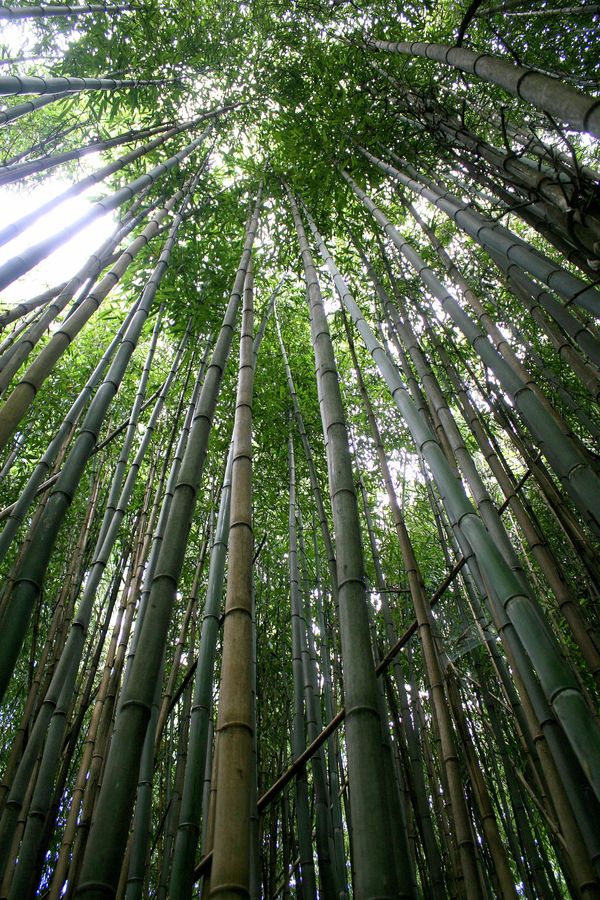 Bamboo Looking Up thumbnail