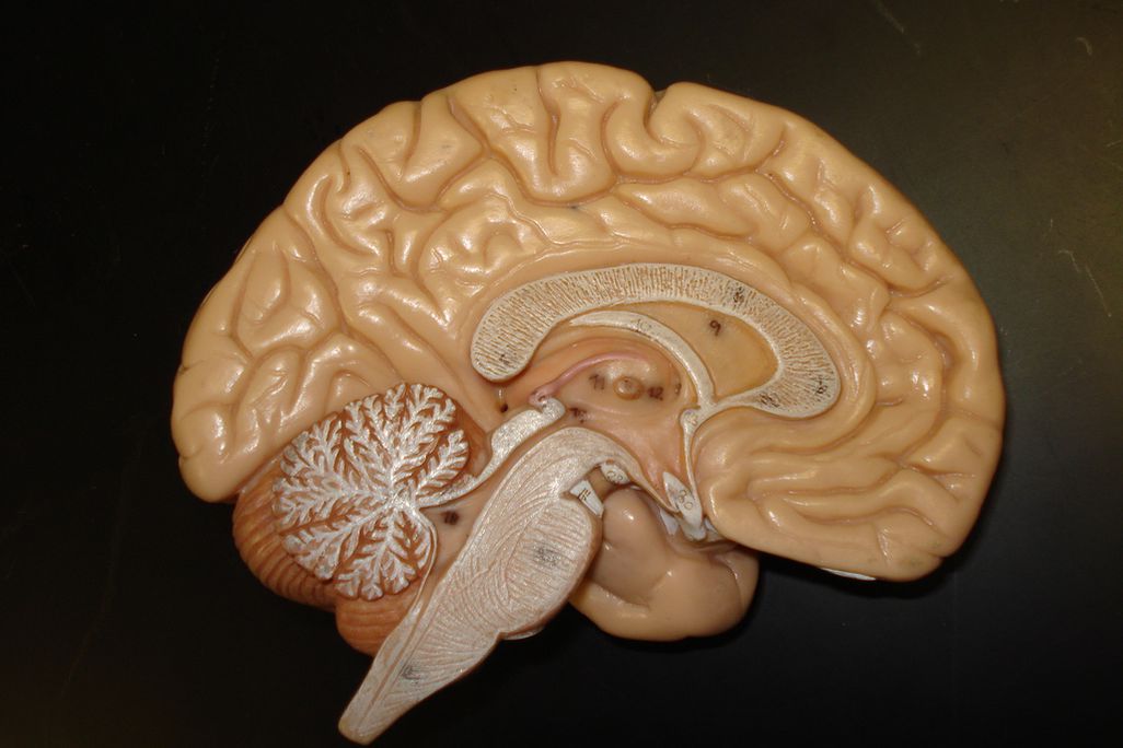 brain