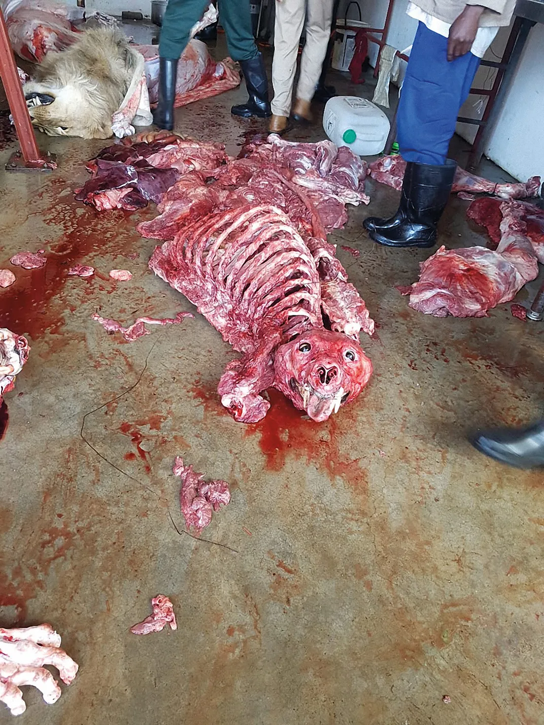 Lion carcass