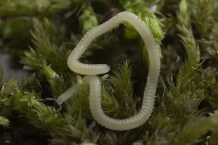 The Los Angeles thread millipede (Illacme socal)