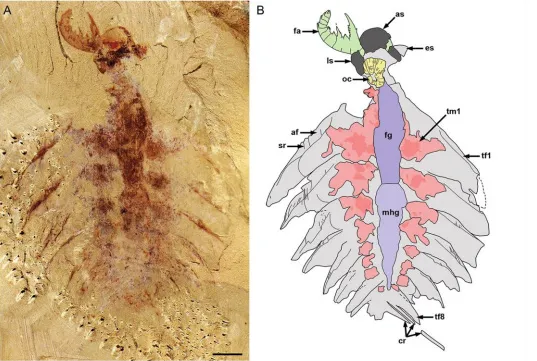 This Prehistoric Sea Creature Had Fanged, Killer Babies