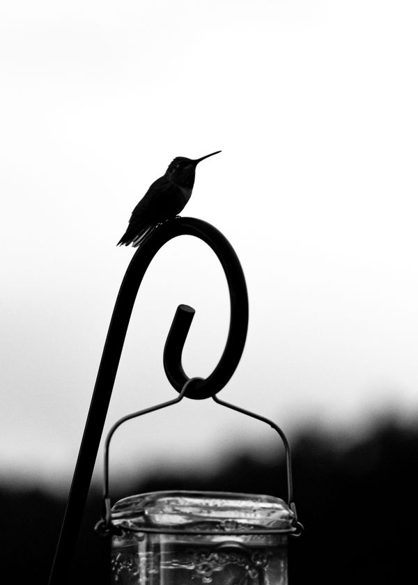 Hummingbird silhouette thumbnail