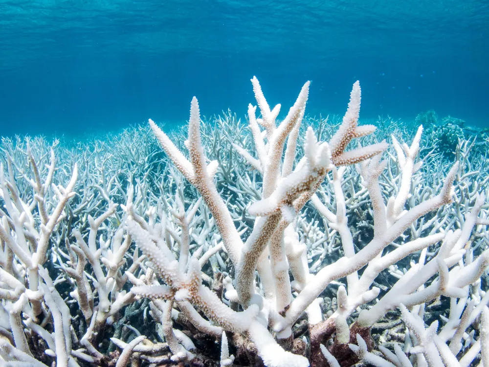 underwater image of bleached white branching coral