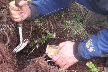 Marine Biological Laboratory research assistant Rich McHorney gets a sample core from the permafrost.