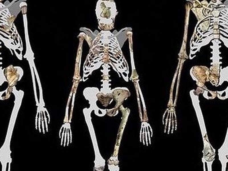 Becoming Human: The Evolution of Walking Upright, Science