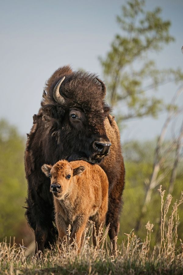 Bison Cow and New Calf Nestled Safely Under Her thumbnail