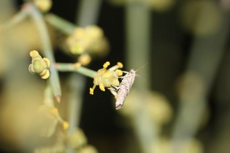 A moth visits a male cone on Ephedra foeminea and feeds on a pollination droplet. 