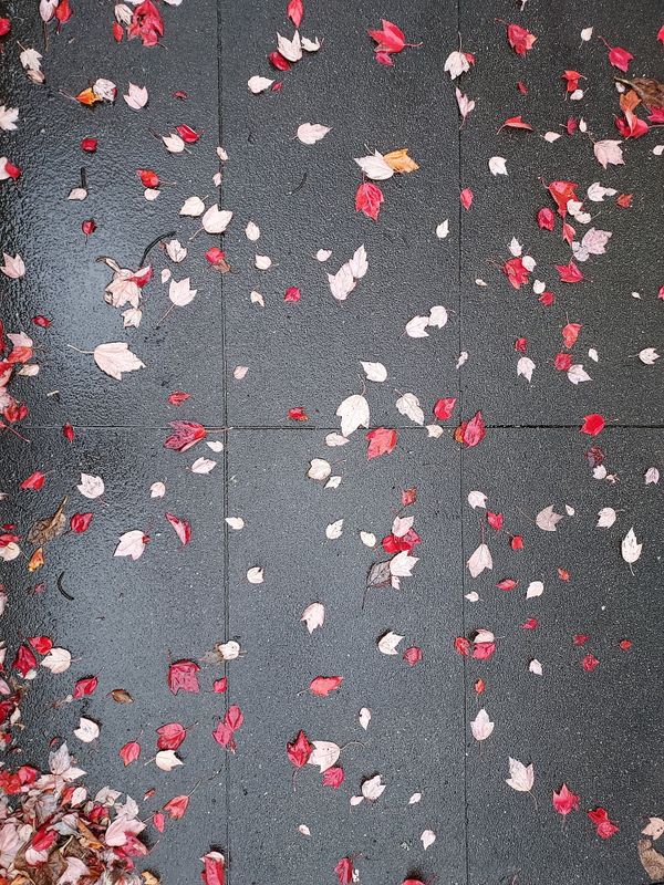Fall Leaves on Concrete thumbnail