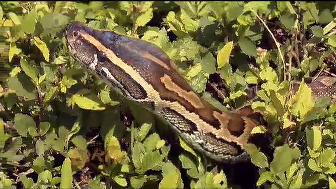 Preview thumbnail for Monster Snakes in the Florida Everglades