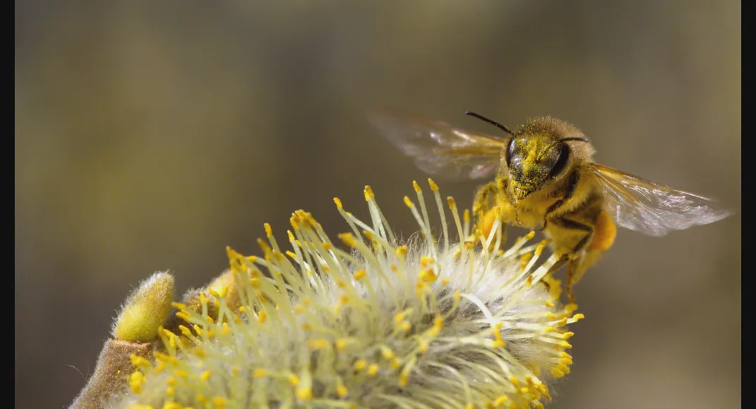See the Amazing Images That Showcase the Short, Brilliant Lives of Honeybees Throughout the Seasons