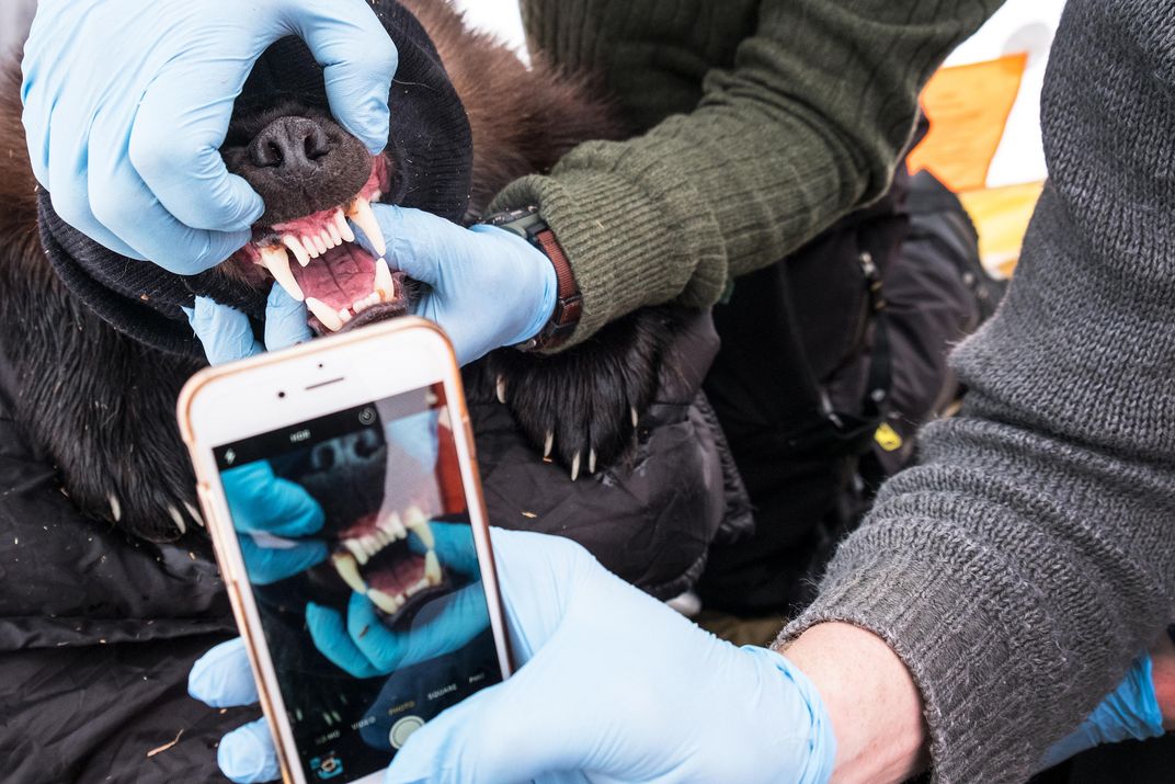 Photographing a sedated wolverine's teeth