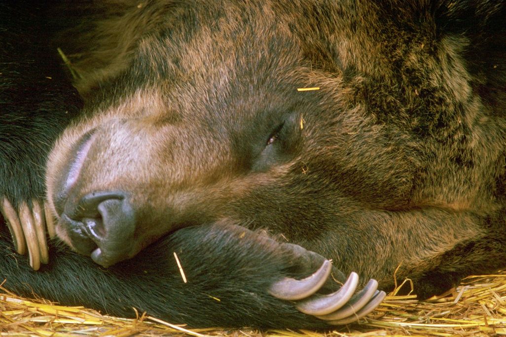 Hibernating Bear