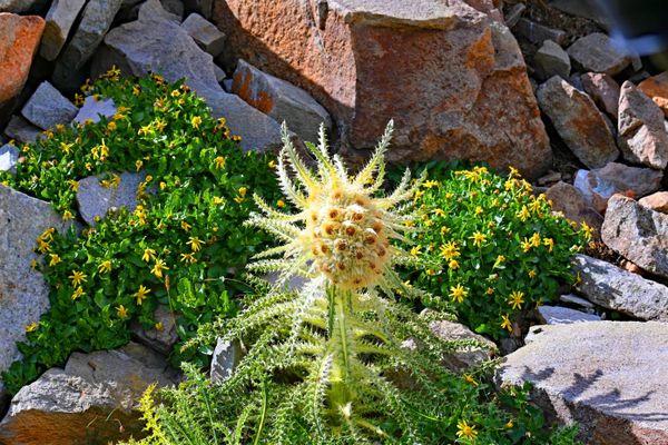 Alpine Thistle at North London Mill thumbnail