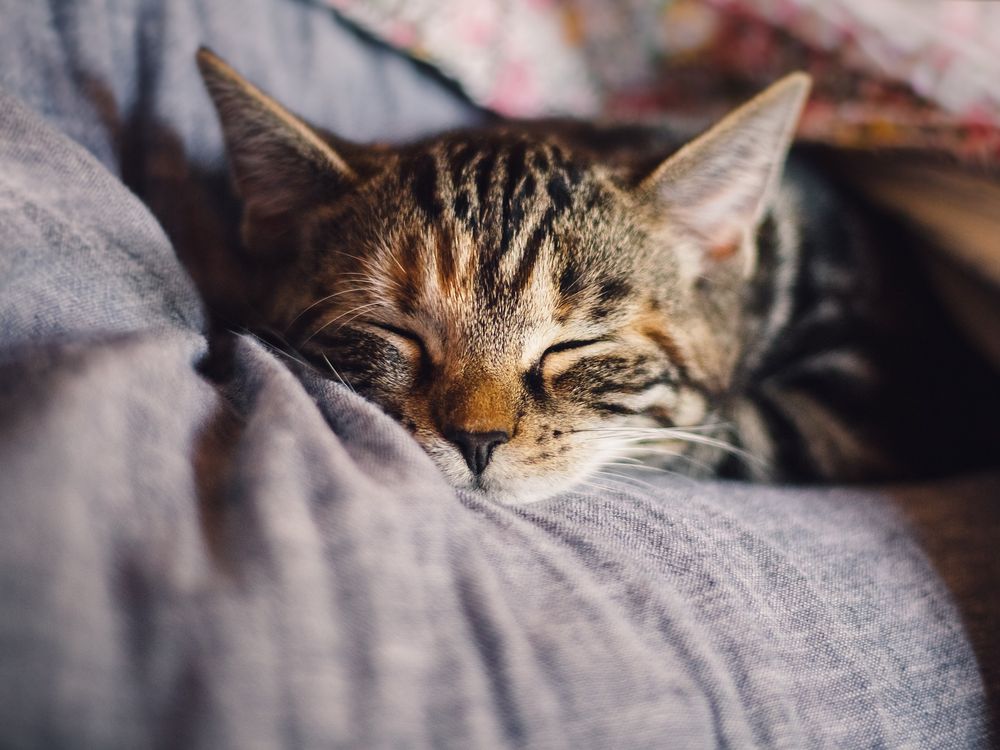 Grey cat looking contented with eyes closed