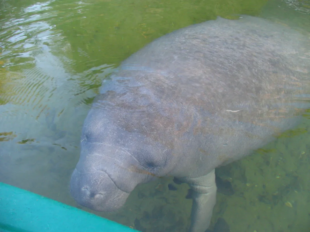 14 Fun Facts About Manatees