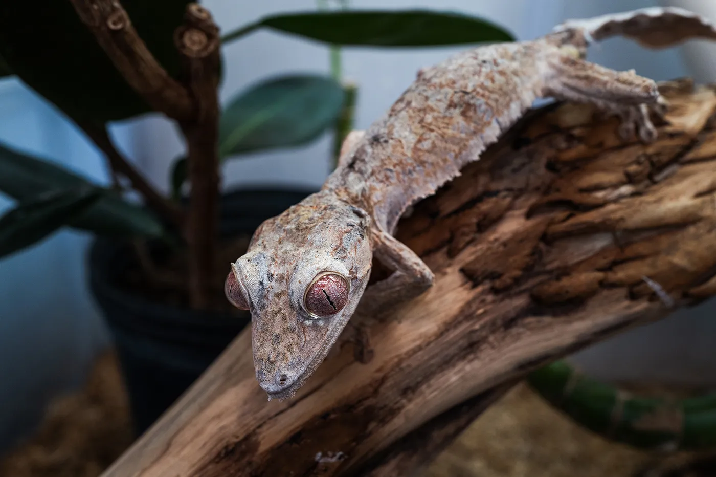 Leaf-Tailed Gecko Treated With Chemotherapy Regimen at National Zoo ...
