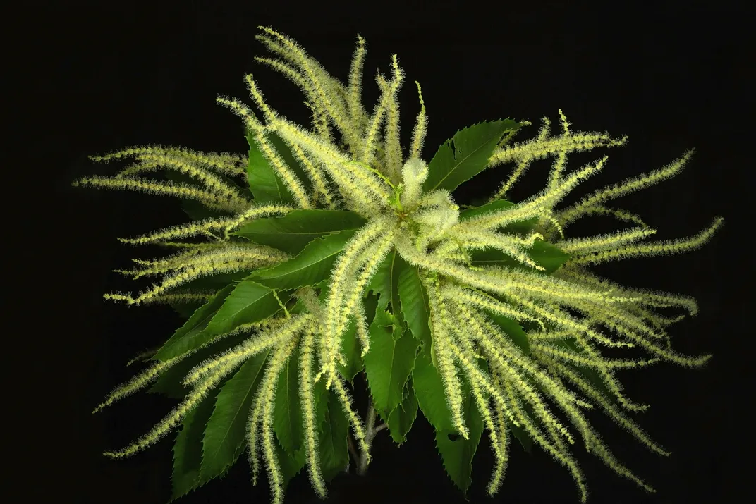 The blossoms of the American chestnut tree, which used to dominate large swaths of forest in the eastern United States. A blight in the early 20th century killed billions of chestnut trees, leaving the species functionally extinct.