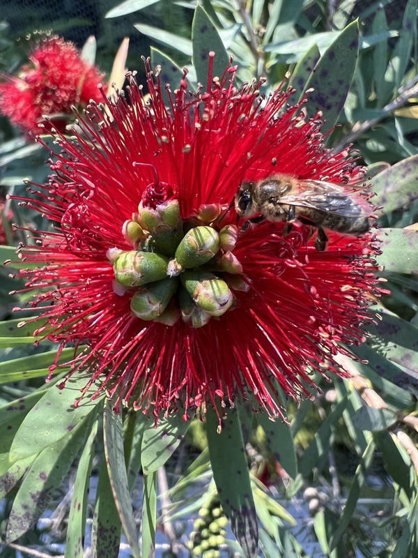 Buzzy Bee on Flower thumbnail