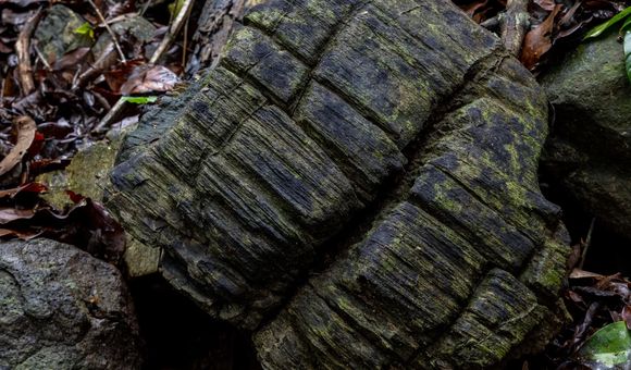 BCI Mangrove fossils