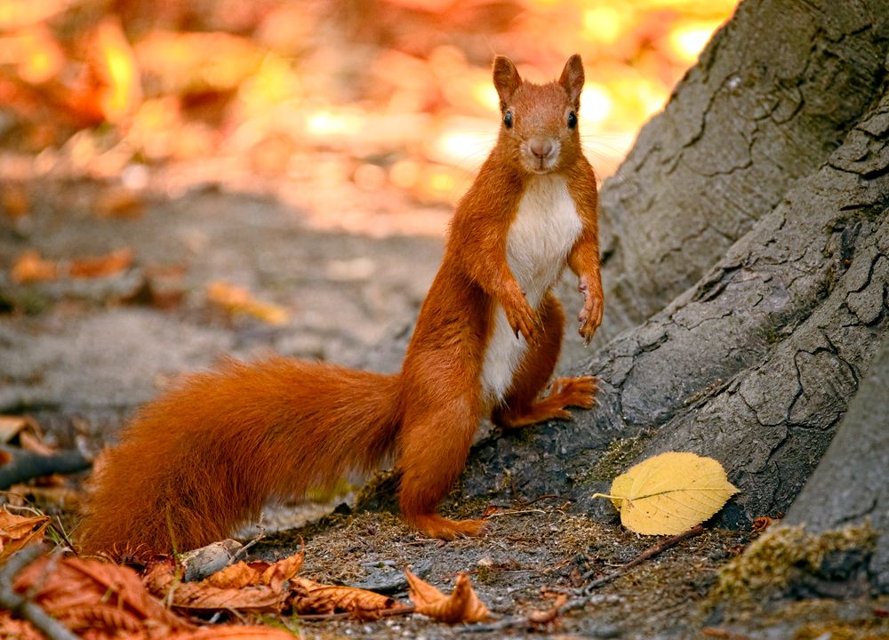 Are Viking Squirrels to Blame for Infecting England with Leprosy? | Smart  News | Smithsonian Magazine
