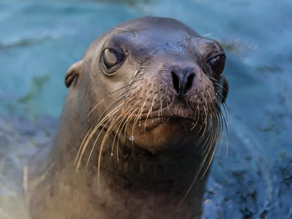 Major Disease Outbreak Strikes California Sea Lions