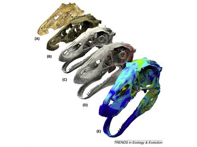 A skull of an ancient dinosaur was digitally restored and reconstructed using new imaging tools.  