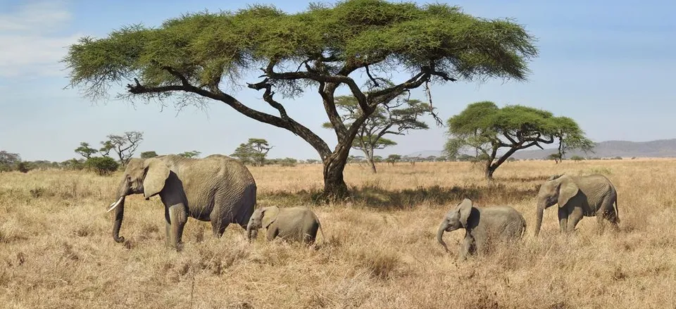  Elephant and calves amid acacia trees. 