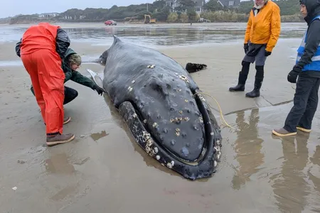 Experts spent two days trying to save the whale, which weighed roughly 20,000 pounds.
