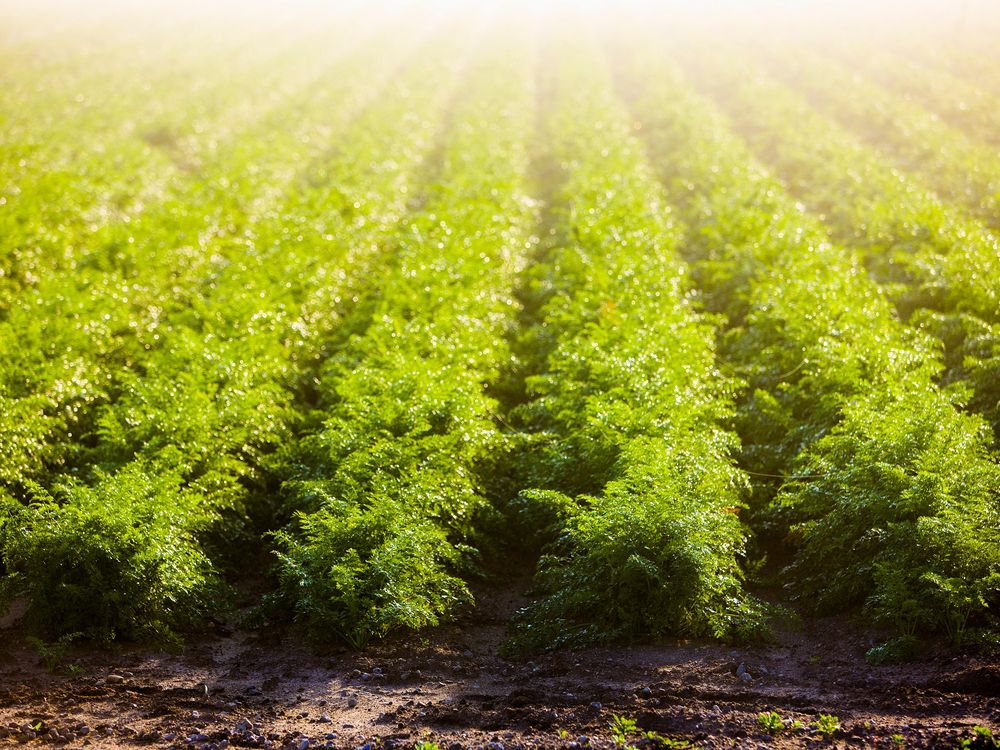 carrots field