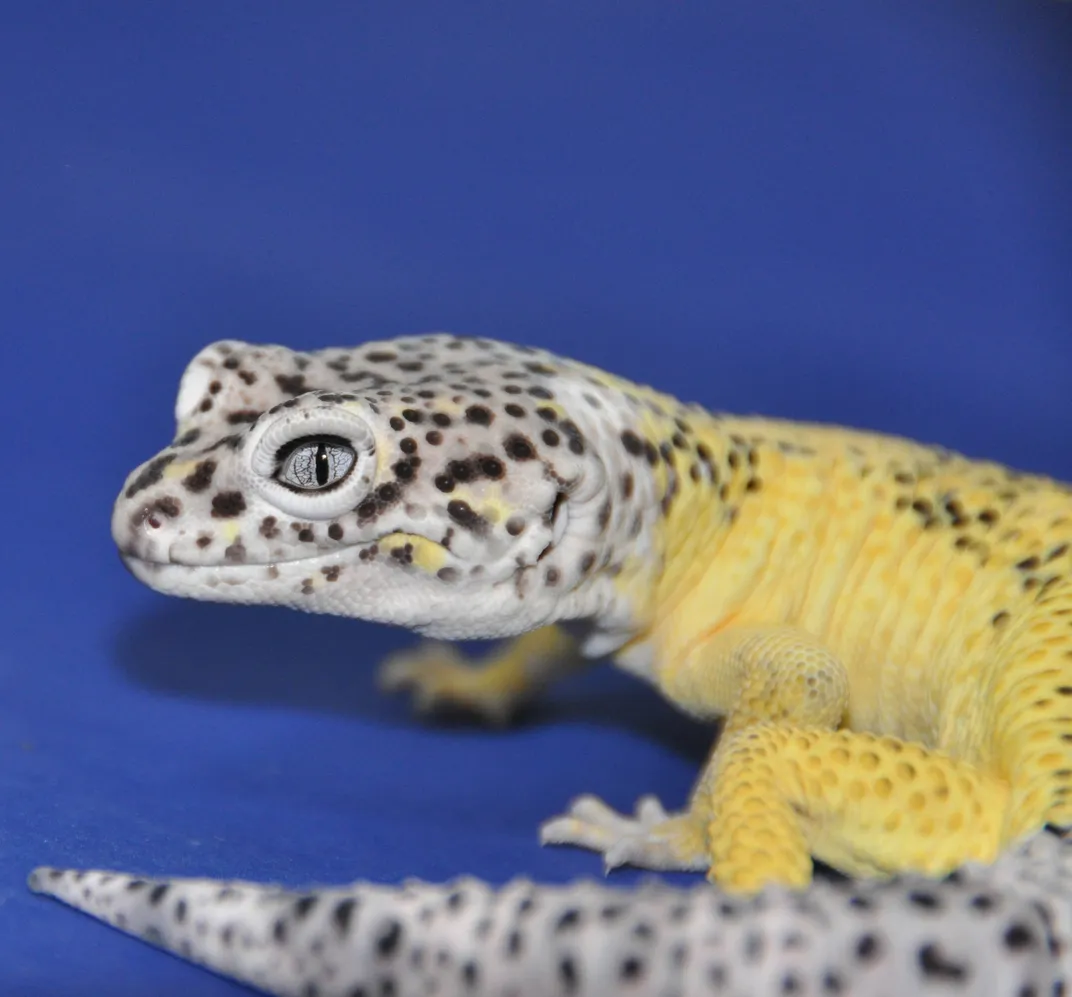 A lemon frost gecko peers over its shoulder with silver eyes
