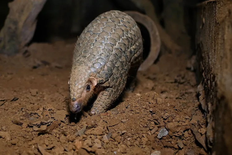 Pangolin
