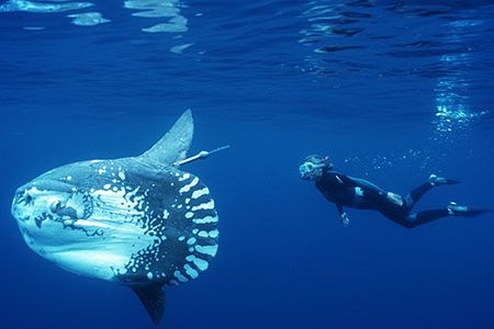 The ocean sunfish is the heaviest bony fish in the world; it can grow more than 10 feet long and pack on a whopping 5,000 pounds, and yet its flat body has no real tail to speak of.