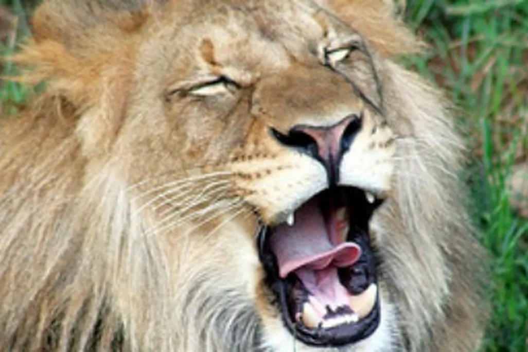 Luke, the National Zoo's male lion
