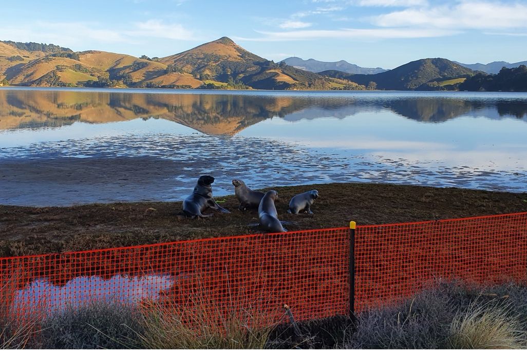 A landscape image of four sea lions on the shoreline of a body of water. There is an orange mesh fence behind them. In the background, there are tall brown mountains and a bright blue sky.