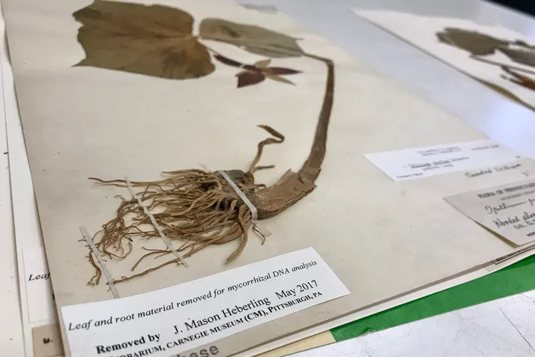 Plant and Root Sample