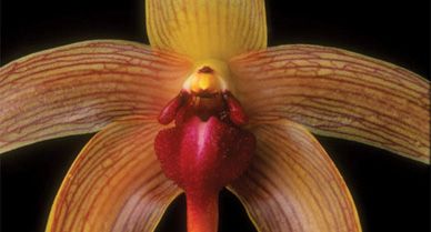 Bulbophyllum echinolabium orchid