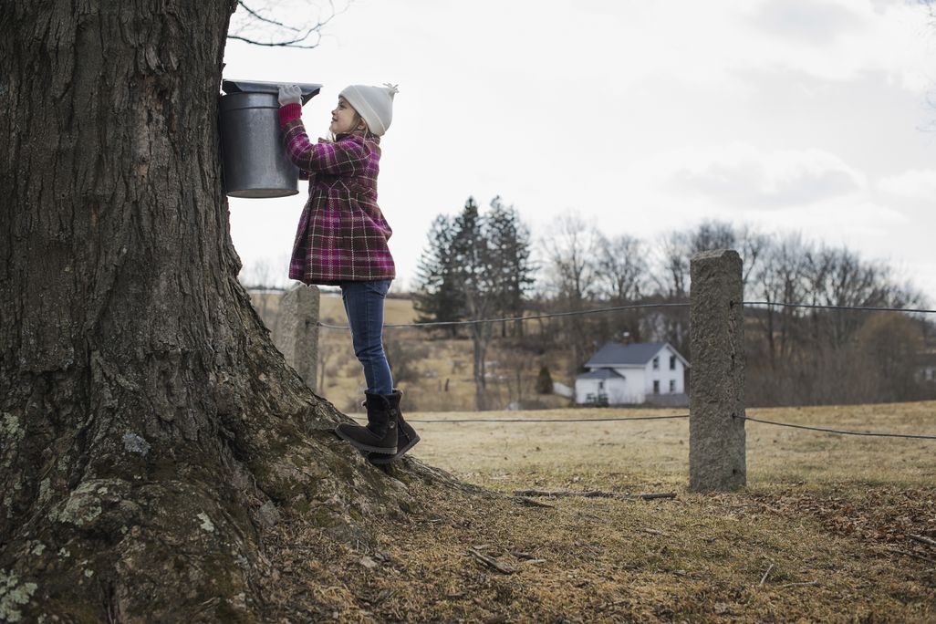 maple syrup