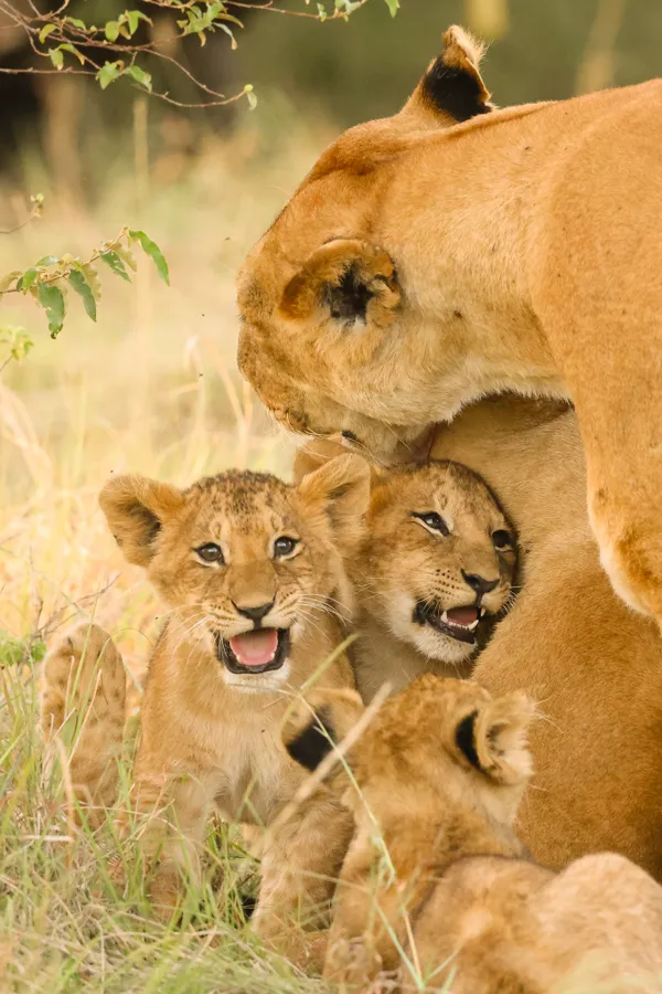 Lioness and her cubs thumbnail