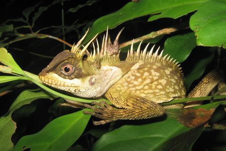 Phuket Horned Tree Agamid, Acanthosaura phuketensis, found in Phuket,Thailand