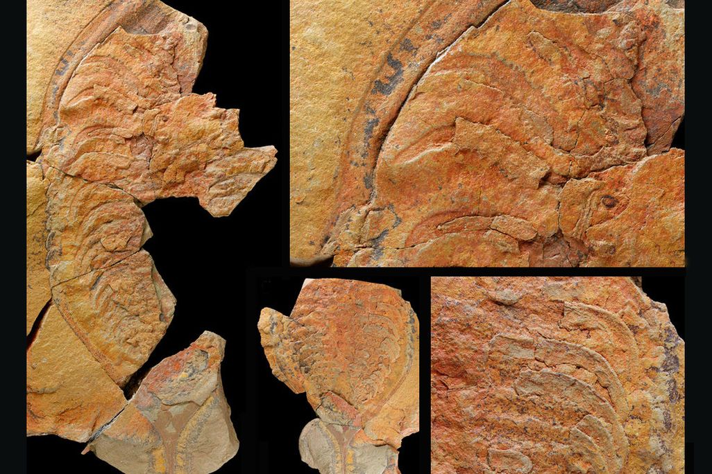 Trilobites